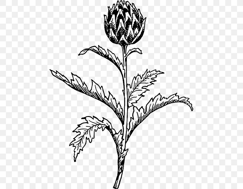 Artichoke Thistle Flower Clip Art, PNG, 485x640px, Artichoke, Artwork, Black And White, Branch, Commodity Download Free