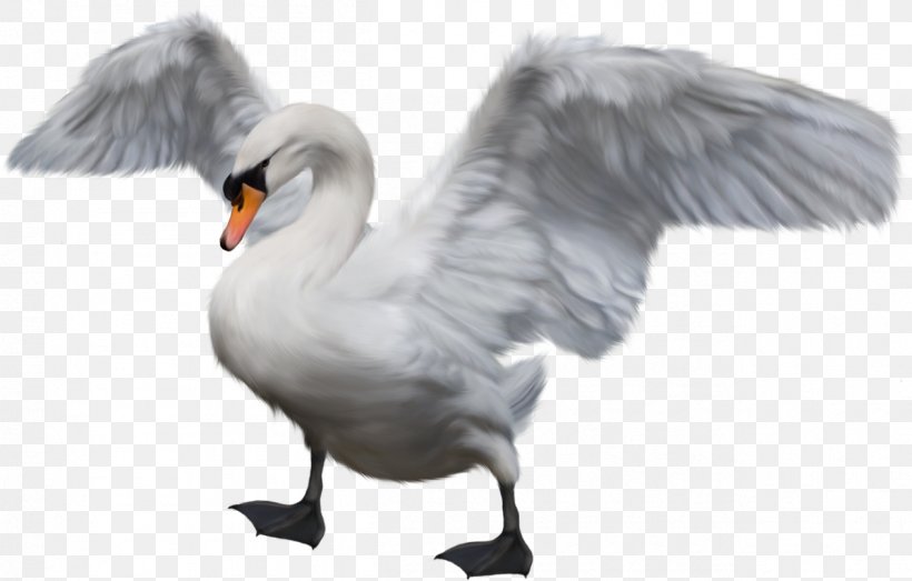 Cygnini Bird Duck Goose, PNG, 1259x804px, Cygnini, Animal, Beak, Bird, Duck Download Free