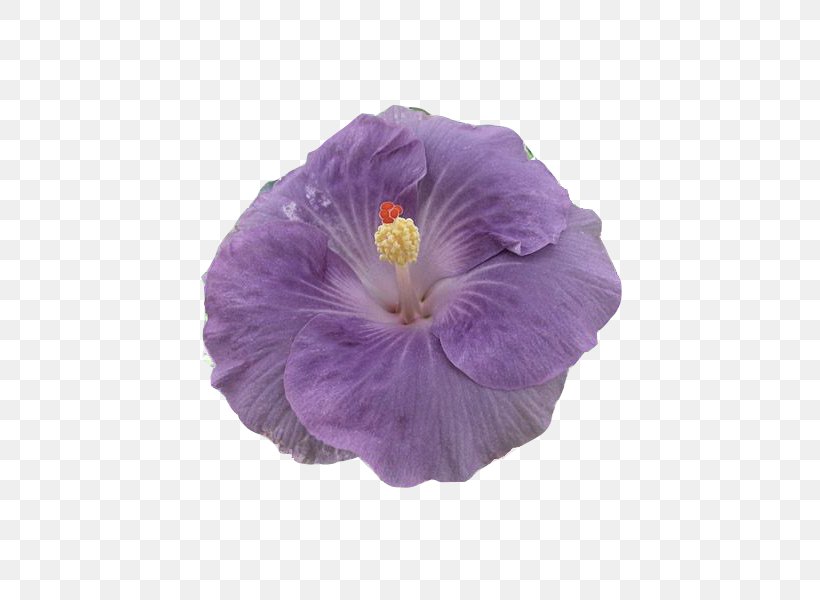 Rosemallows Violet Herbaceous Plant Plants Violaceae, PNG, 450x600px, Rosemallows, Flower, Flowering Plant, Herbaceous Plant, Hibiscus Download Free