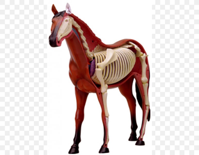 Skeletal System Of The Horse Equine Anatomy Anatomía Del Caballo, PNG, 640x640px, Horse, Anatomia Animal, Anatomy, Animal Figure, Bridle Download Free