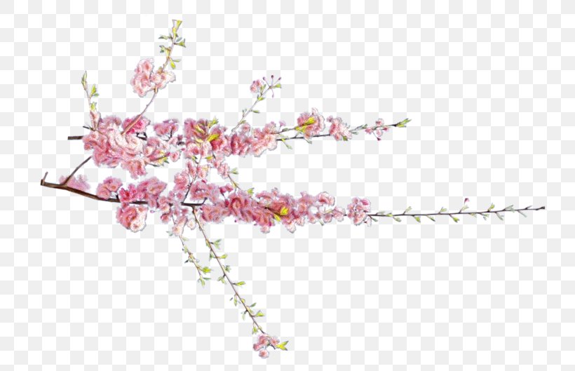 Cherry Blossom Cartoon, PNG, 800x529px, Cherry Blossom, Blog, Blossom, Branch, Cut Flowers Download Free