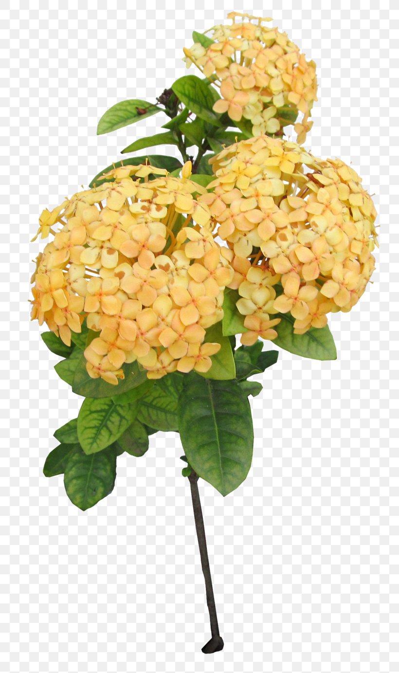 Cut Flowers Floral Design Hydrangea, PNG, 806x1383px, Cut Flowers, Artificial Flower, Birthday, Cornales, Floral Design Download Free