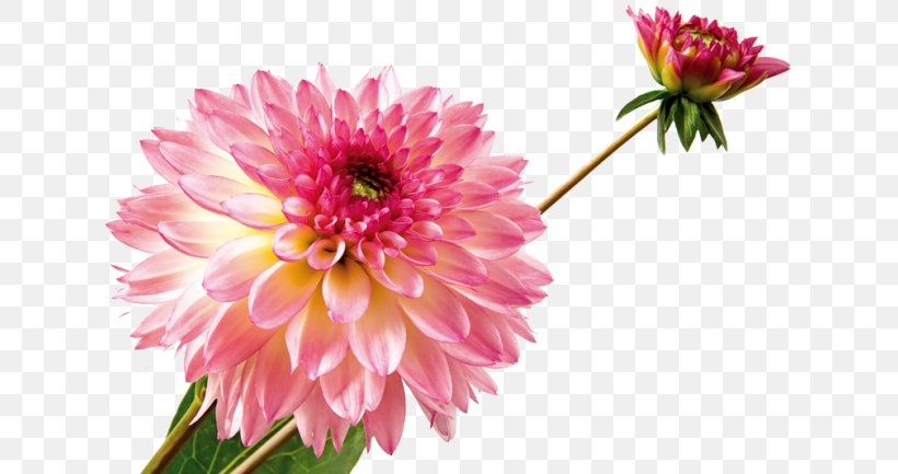 Dahlia Common Sunflower Daisy Family Petal, PNG, 650x433px, Dahlia, Annual Plant, Aster, Chrysanthemum, Chrysanths Download Free