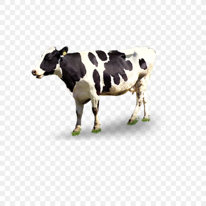 Dairy Cattle Automatic Milking, PNG, 1000x1000px, Cattle, Automatic Milking, Bull, Cattle Like Mammal, Cow Goat Family Download Free