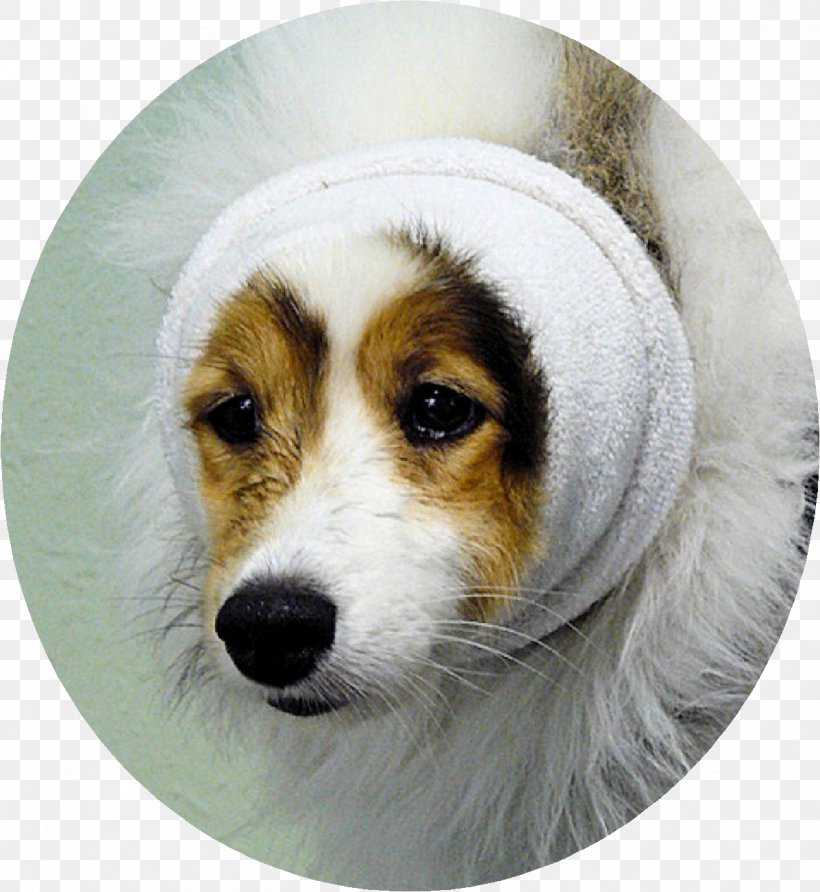 Dog Breed Shetland Sheepdog Kooikerhondje Dog Grooming Puppy, PNG, 1197x1303px, Dog Breed, Animal, Cat, Companion Dog, Dog Download Free