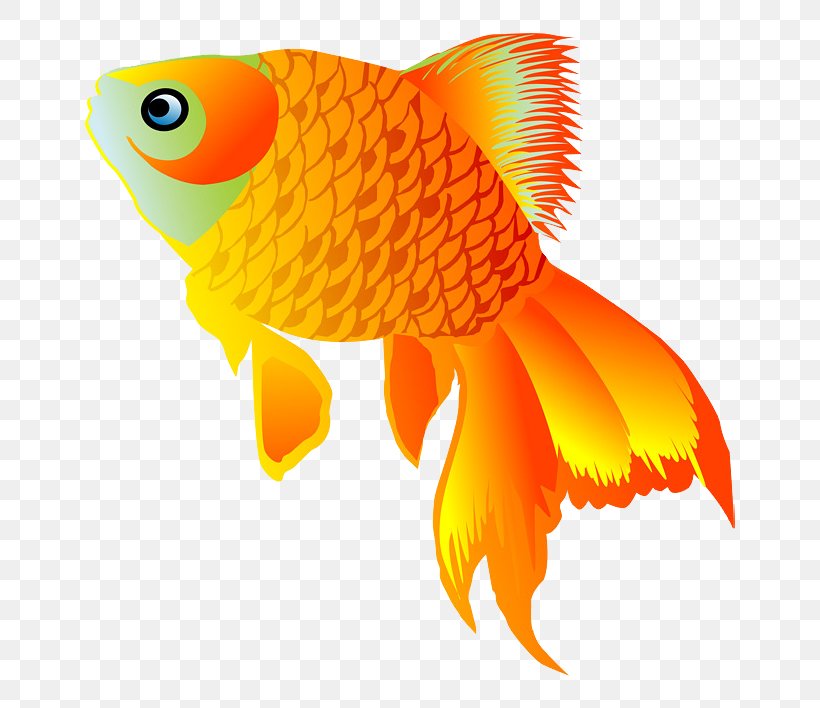 Image Goldfish Drawing Animation, PNG, 800x708px, Goldfish, Animation, Aquarium, Bonyfish, Butterflyfish Download Free
