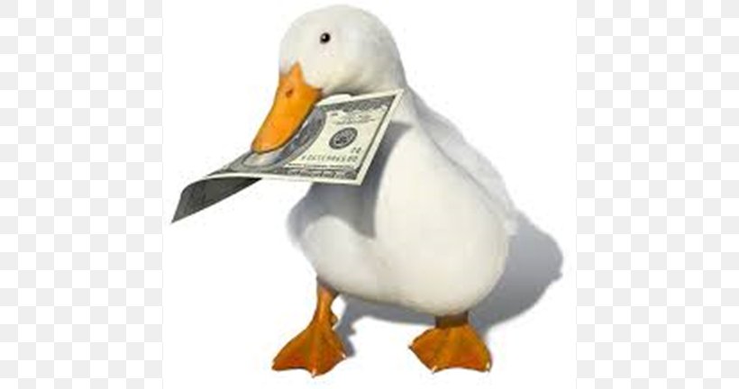 Mandarin Duck Money YouTube Animal, PNG, 768x432px, Duck, Animal, Beak, Bird, Credit Download Free