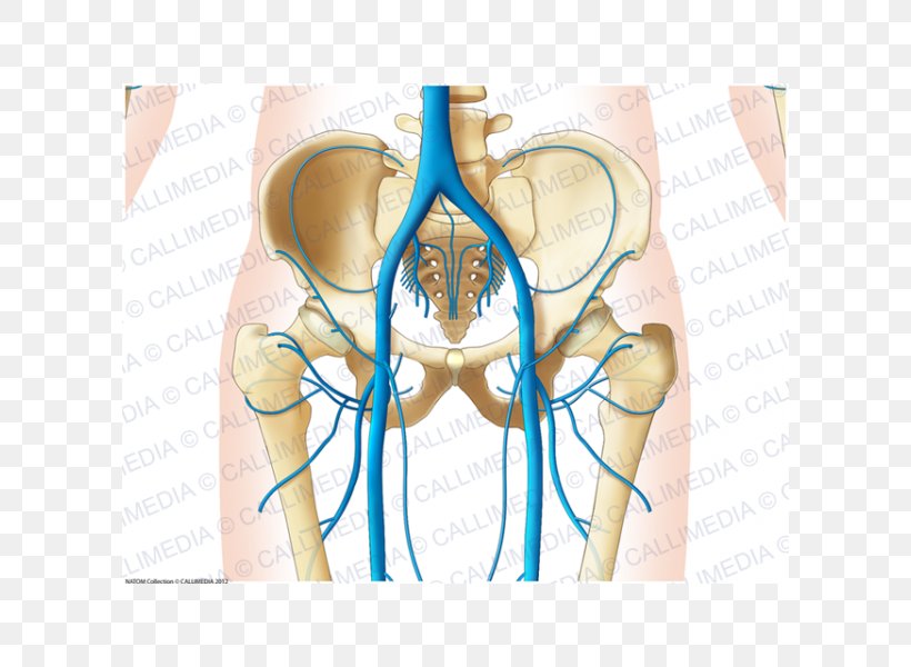 Shoulder Pelvis Abdomen Vein Hip, PNG, 600x600px, Watercolor, Cartoon, Flower, Frame, Heart Download Free