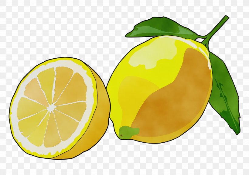 Lemon Leaf, PNG, 3508x2480px, Watercolor, Bitter Orange, Citric Acid, Citron, Citrus Download Free