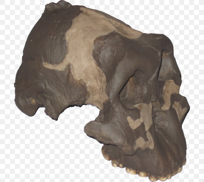 Paleontología Humana Paleontology Origen Del Hombre Skull Alpuente, PNG, 709x733px, Paleontology, Area, Bone, Head, Homo Sapiens Download Free