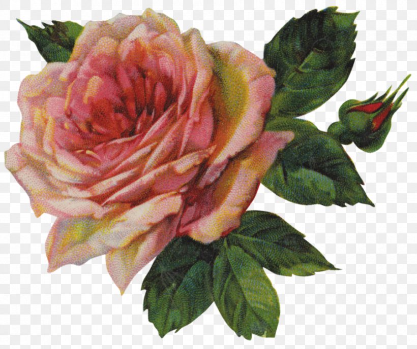 Rose Vintage Clothing Clip Art, PNG, 900x756px, Rose, Antique, Art, Botanical Illustration, Cut Flowers Download Free