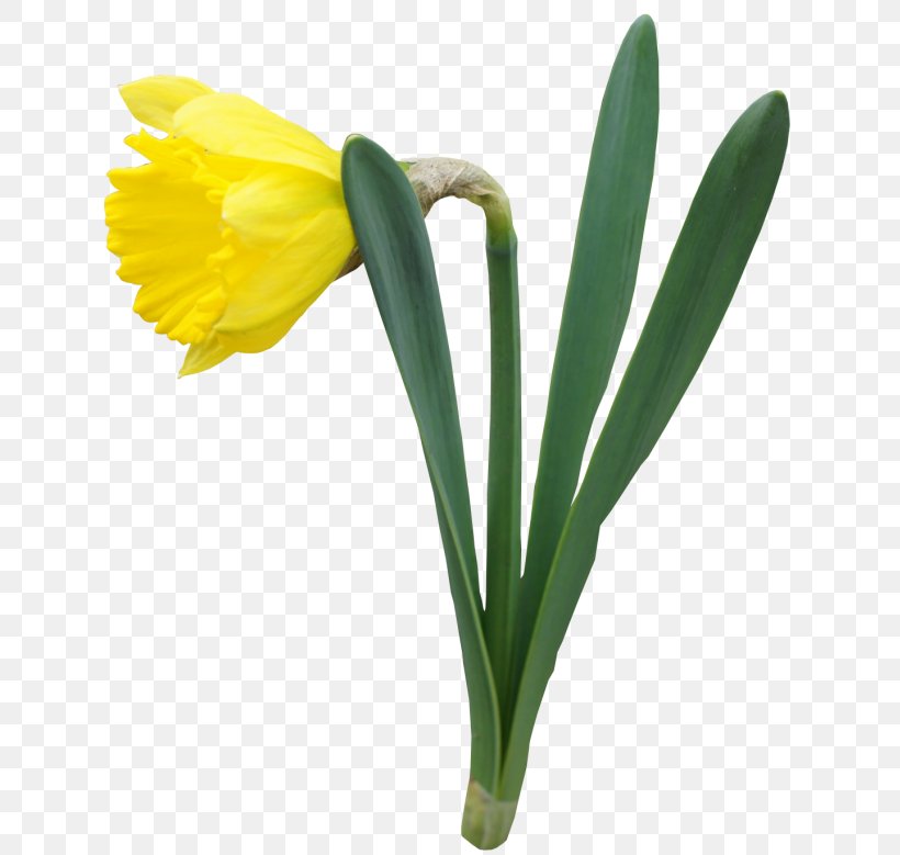 Daffodil Flower Clip Art, PNG, 648x779px, Daffodil, Amaryllis Family, Blog, Color, Cut Flowers Download Free