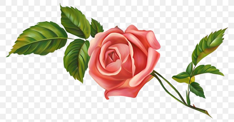 Garden Roses Centifolia Roses Flower Clip Art, PNG, 800x429px, Garden Roses, Centifolia Roses, Color, Cut Flowers, Floribunda Download Free