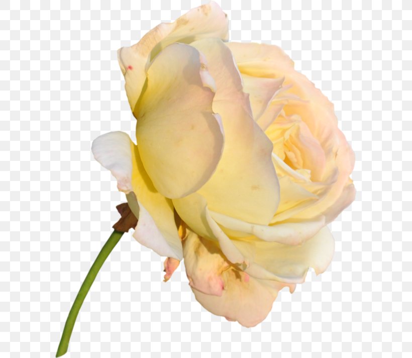 Garden Roses Yellow Cabbage Rose Flower, PNG, 600x712px, Garden Roses, Cabbage Rose, Close Up, Cut Flowers, Flower Download Free