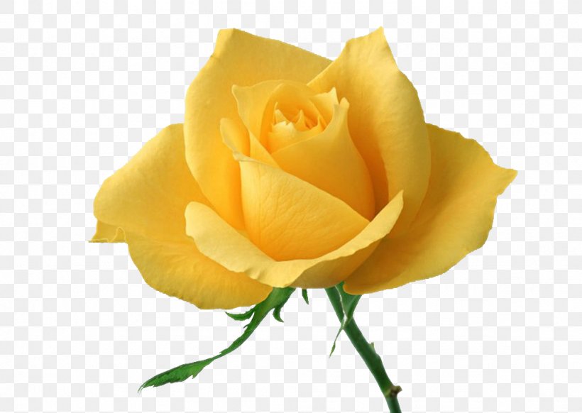 Rose Yellow Flower Wallpaper, PNG, 1024x727px, Rose, Austrian Briar, Close Up, Cut Flowers, Floribunda Download Free