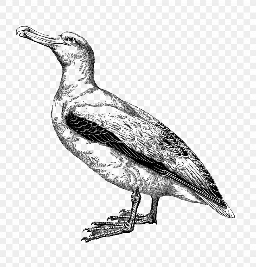 Drawing Animal Illustrations Albatross Clip Art, PNG, 1538x1600px, Drawing, Albatross, Animal Illustrations, Art, Beak Download Free