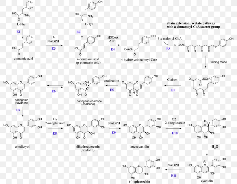 Flavan-3-ol Flavonoid Catechin Flavonols, PNG, 800x638px, Watercolor, Cartoon, Flower, Frame, Heart Download Free