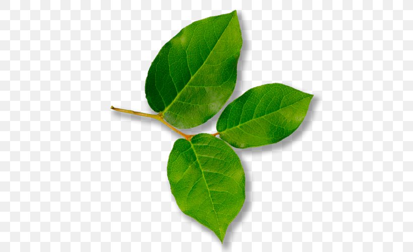 Leaf Gaultheria Shallon Wilderness Rim Association Plant, PNG, 500x500px, Leaf, Acer Circinatum, Beaked Hazel, Bearberry, Berry Download Free