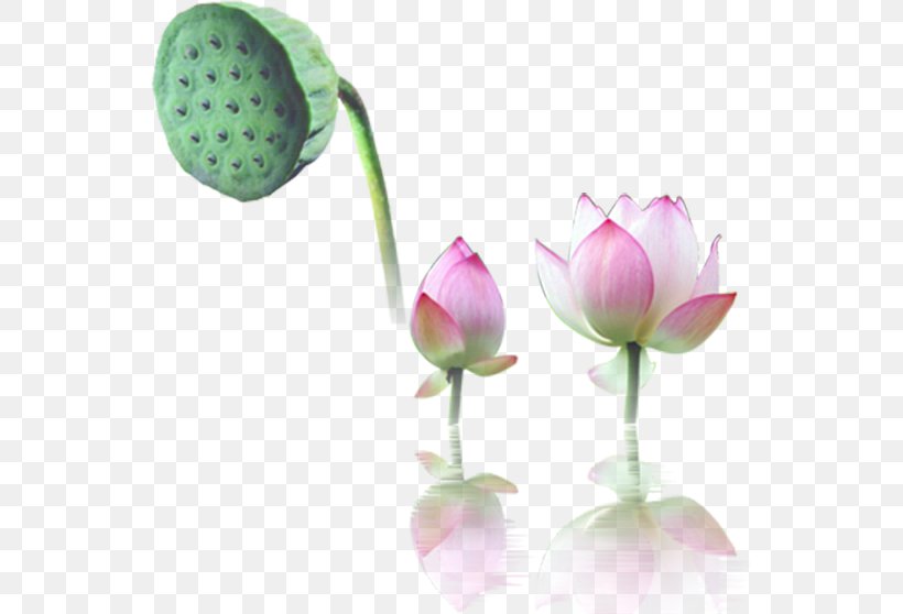 Nelumbo Nucifera Water Lily Computer File, PNG, 546x558px, Nelumbo Nucifera, Aquatic Plant, Bud, Cut Flowers, Designer Download Free