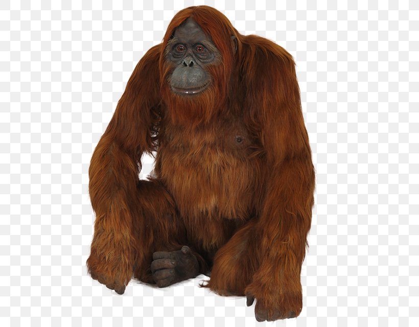 Orangutan Foundation International Gorilla Icon, PNG, 640x640px, Gorilla, Animal, Ape, Fur, Great Ape Download Free