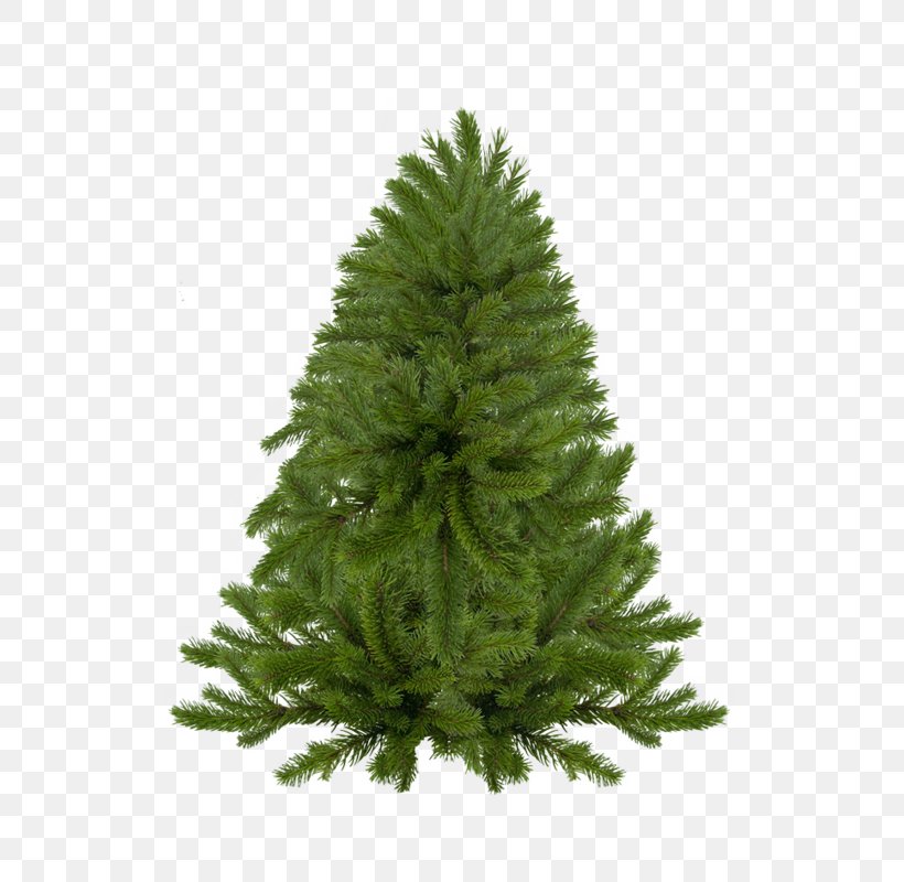 Spruce Christmas Tree New Year Tree Paintbrush, PNG, 537x800px, Spruce, Christmas, Christmas Decoration, Christmas Ornament, Christmas Tree Download Free