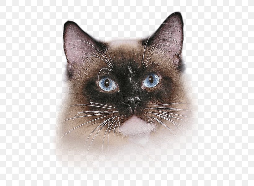 Whiskers Siamese Cat Balinese Cat Snowshoe Cat Birman, PNG, 500x600px, Whiskers, Balinese, Balinese Cat, Birman, Burmese Download Free