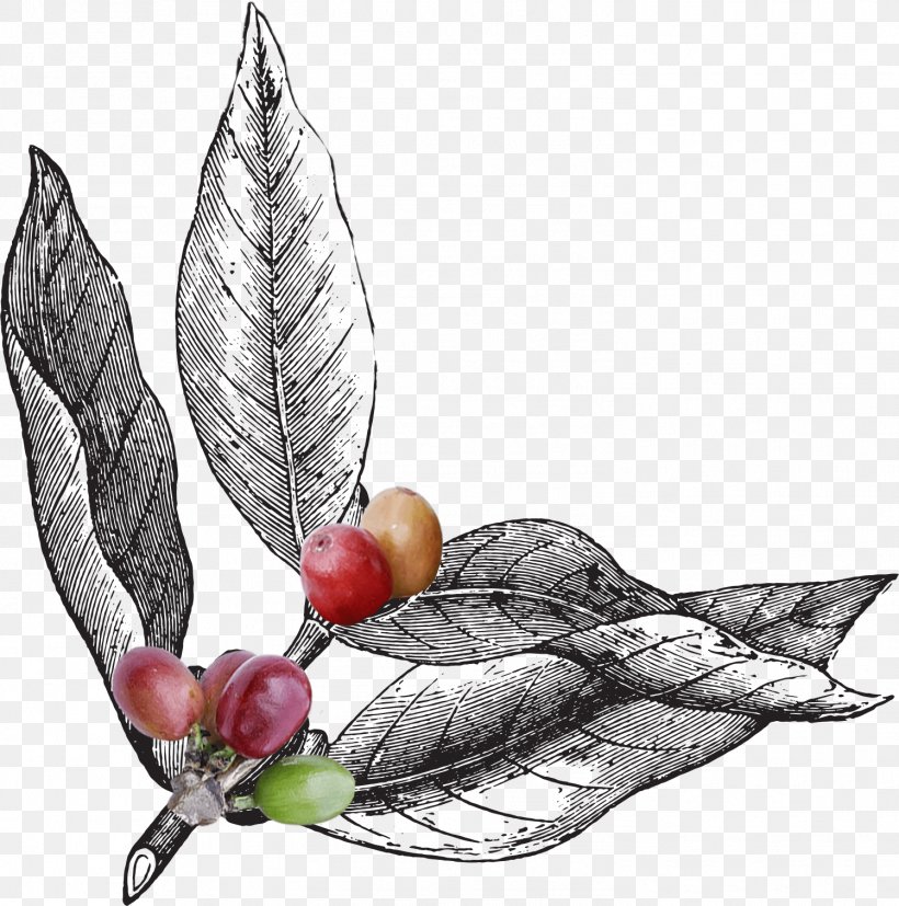 Coffee Roasting Coffee Bean How To Brew: Everything You Need To Know To Brew Great Beer Every Time, PNG, 1498x1512px, Coffee, Blackberry, Branch, Coffee Bean, Coffee Roasting Download Free