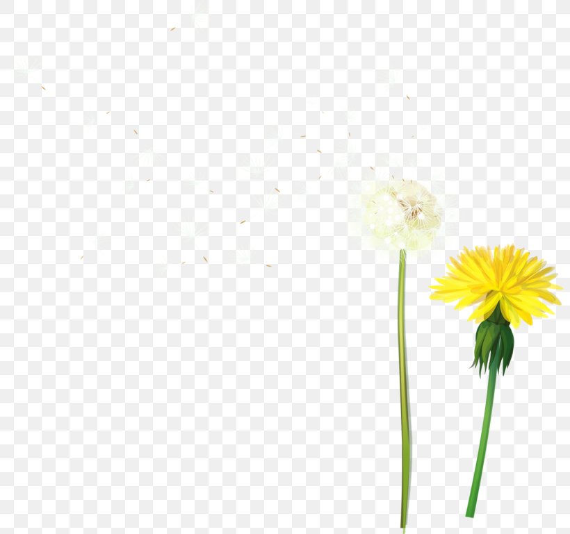 Download Icon, PNG, 800x769px, Dandelion, Cartoon, Dahlia, Daisy Family, Floral Design Download Free