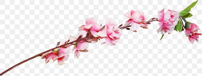 Flower Drawing Cartoon, PNG, 2200x835px, Flower, Animation, Blossom, Branch, Cartoon Download Free