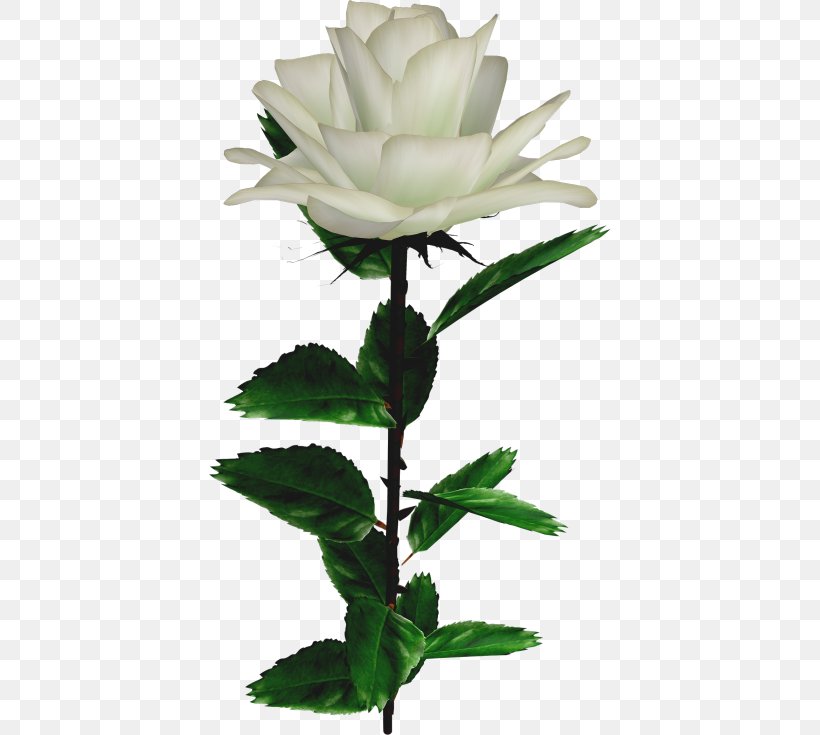 Garden Roses Rosa × Alba Flower, PNG, 402x735px, Garden Roses, Cut Flowers, Digital Image, Flower, Flowering Plant Download Free
