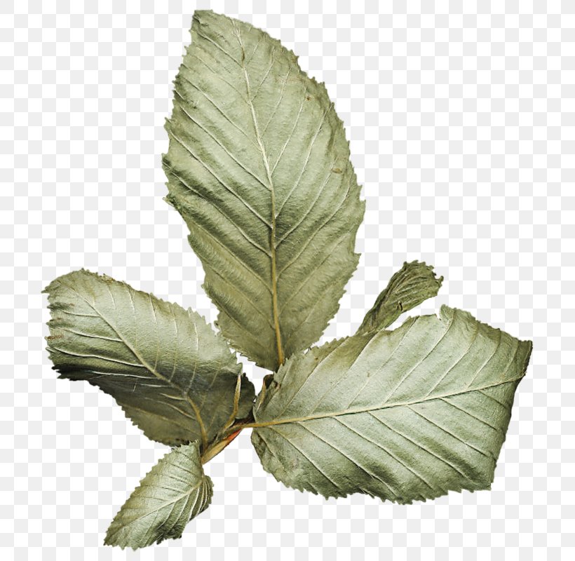 Leaf Herb, PNG, 729x800px, Leaf, Herb, Plant, Tree Download Free