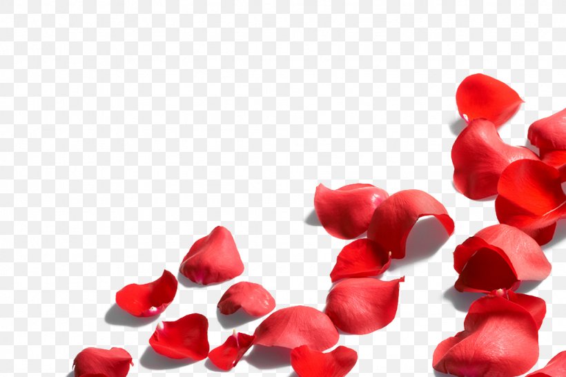 Petal Flower Rose, PNG, 1024x683px, Petal, Flower, Garden Roses, Heart, Love Download Free