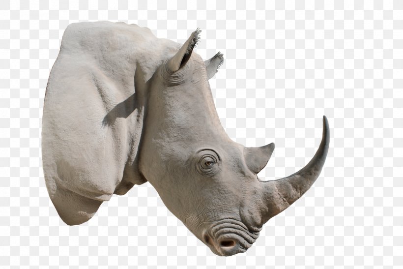 White Rhinoceros Horn Clip Art, PNG, 1292x862px, Rhinoceros, Animal, Black Rhinoceros, Fauna, Horn Download Free