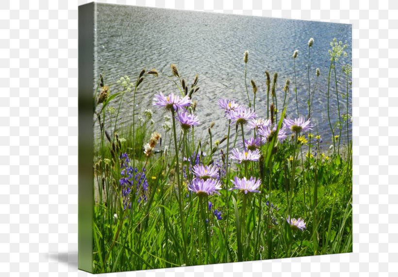 Gallery Wrap Canvas Photography Art Grasses, PNG, 650x570px, Gallery Wrap, Art, Canvas, Flora, Flower Download Free