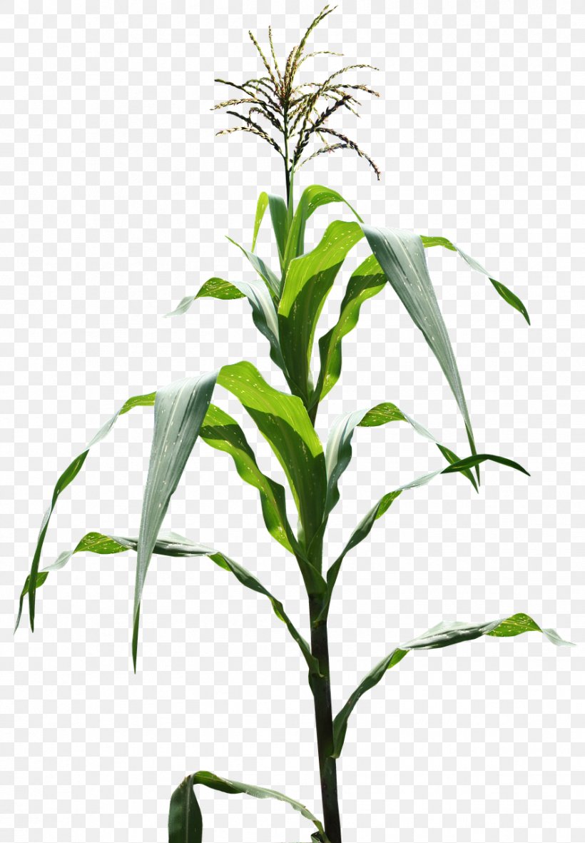 Genetically Modified Maize Milpa, PNG, 888x1280px, Maize, Blog, Commodity, Field Corn, Flower Download Free