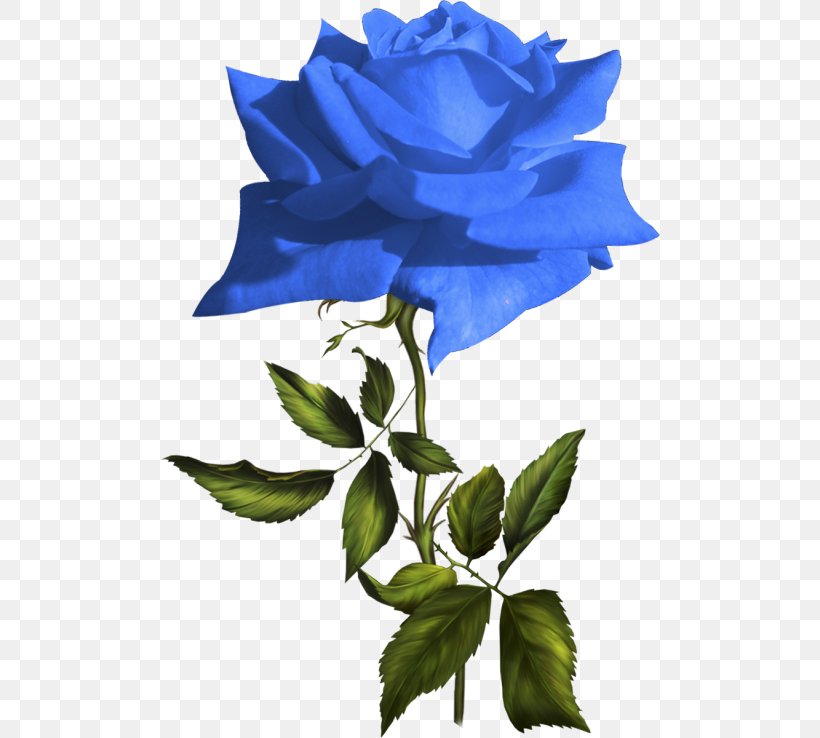 Blue Rose Garden Roses Flower Clip Art, PNG, 500x738px, Blue Rose, Blue, Cabbage Rose, Cut Flowers, Flower Download Free