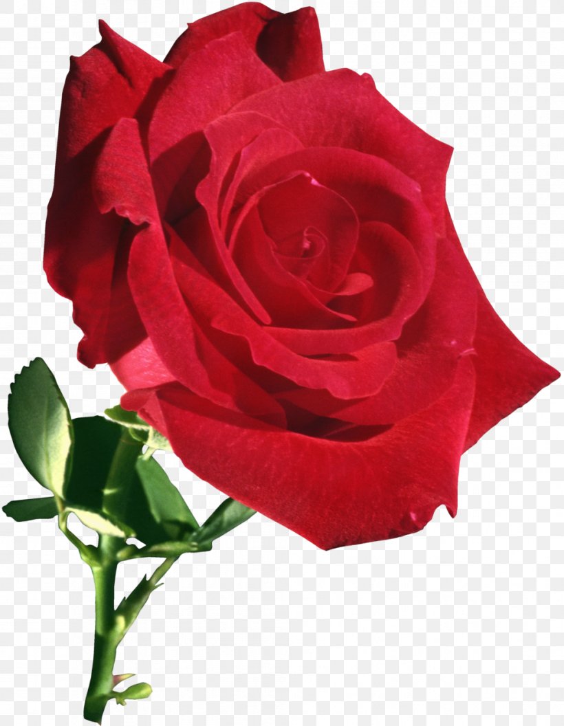 Garden Roses Flower Rose Garden, PNG, 993x1280px, Garden Roses, China Rose, Cut Flowers, Floribunda, Floristry Download Free