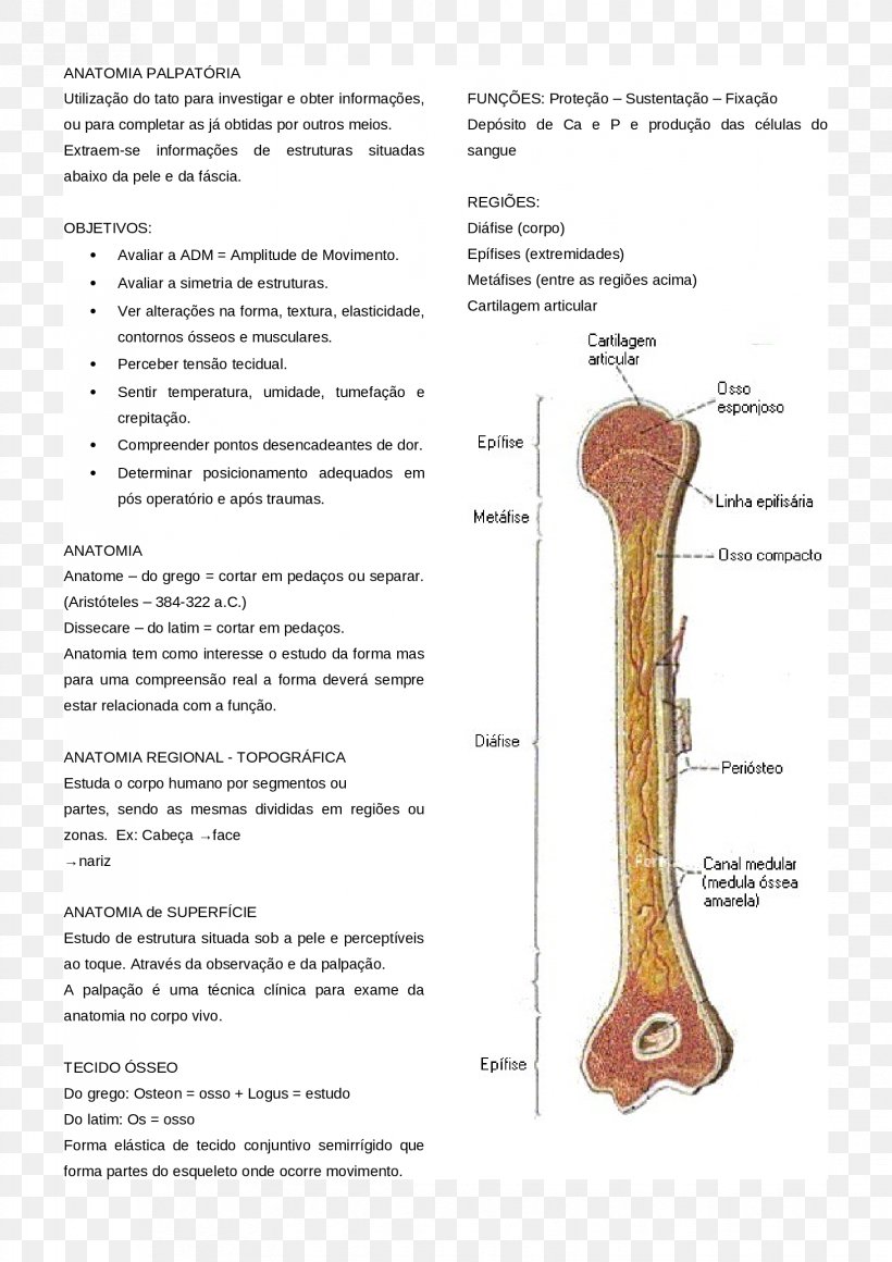 Joint Bone Tissue, PNG, 1653x2339px, Joint, Bone, Tissue Download Free