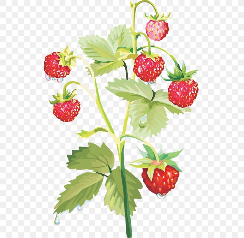 Musk Strawberry Raspberry, PNG, 528x800px, Strawberry, Auglis, Berry, Branch, Filename Extension Download Free