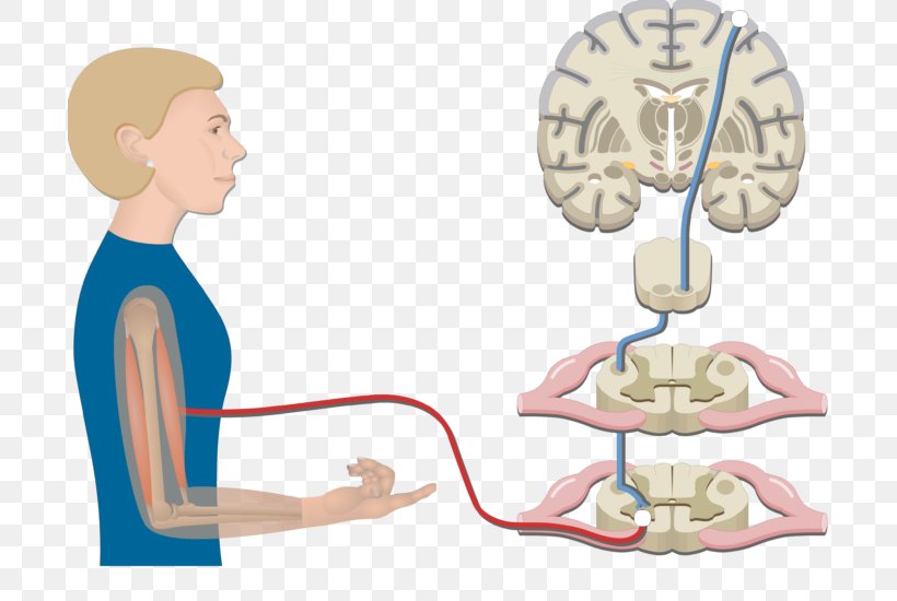 Pyramidal Tracts Spinal Cord Lateral Corticospinal Tract Extrapyramidal System, PNG, 695x550px, Watercolor, Cartoon, Flower, Frame, Heart Download Free