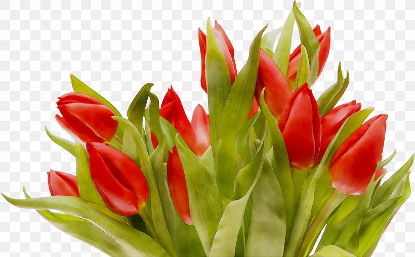 Tulip Cut Flowers Floristry Flower Bouquet, PNG, 3164x1966px, Tulip, Anthurium, Botany, Bud, Candy Cane Sorrel Download Free