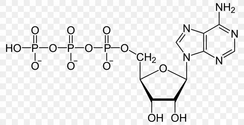 Adenosine Triphosphate Biology Adenosine Diphosphate High-energy Phosphate Adenosine Monophosphate, PNG, 1200x616px, Adenosine Triphosphate, Adenosine, Adenosine Diphosphate, Adenosine Monophosphate, Area Download Free