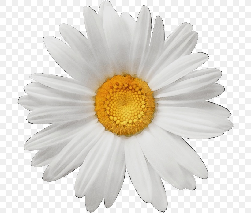 Daisy, PNG, 706x695px, Watercolor, Annual Plant, Aster, Asterales, Barberton Daisy Download Free
