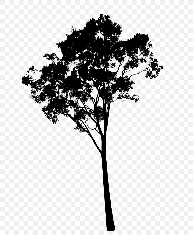 Gum Trees Dogwood Clip Art, PNG, 741x1000px, Gum Trees, American Sweetgum, Black And White, Branch, Dogwood Download Free