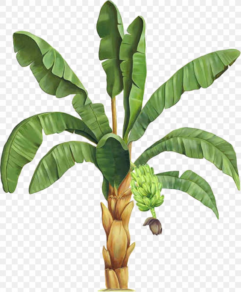 Information Plant Clip Art, PNG, 4072x4939px, Information, Banana, Banana Leaf, Bit, Ensete Download Free