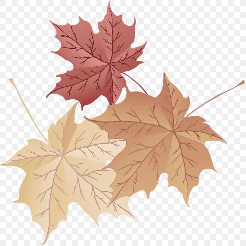 Maple Leaf, PNG, 3000x3000px, Leaf, Black Maple, Flowering Plant, Maple, Maple Leaf Download Free