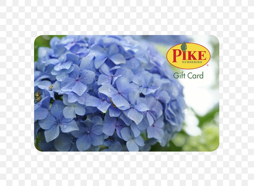 Pike Nurseries Acquisition, LLC Nursery Hydrangea Tree Farm, PNG, 600x600px, Nursery, Blue, Christmas Tree, Cornales, Farm Download Free