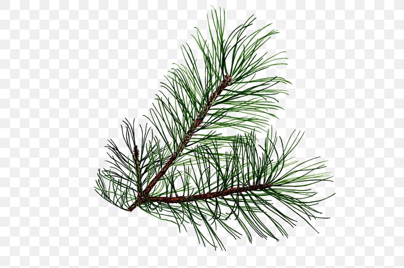 Pine Tree Leaf Conifer Cone Clip Art, PNG, 600x544px, Pine, Balsam Fir, Blue Spruce, Branch, Christmas Ornament Download Free
