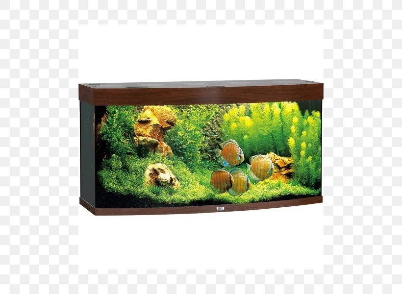 Tropical Aquariums Light Wood Visual Perception, PNG, 800x600px, Aquarium, Aquarium Decor, Aquarium Filters, Aquatic Plant, Aquatic Plants Download Free