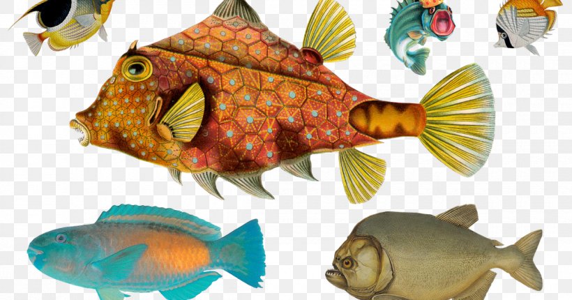 Tropical Fish Paper Post Cards Idea, PNG, 1200x630px, Fish, Animal, Animal Source Foods, Art, Biologist Download Free